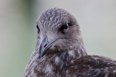 Black-backed Gull 