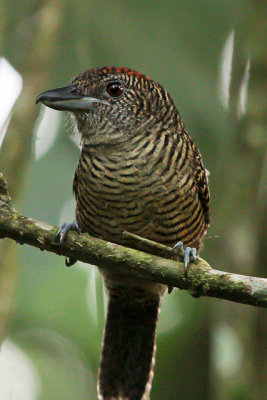 Fasciated Antshrike