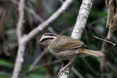 Black-striped Sparrow