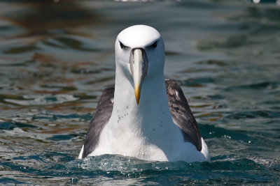 New Zealand White-capped Albatross