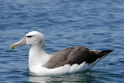 New Zealand White-capped Albatross