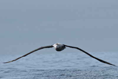 Antipodean Wandering Albatross