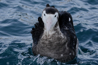 Antipodean Wandering Albatross