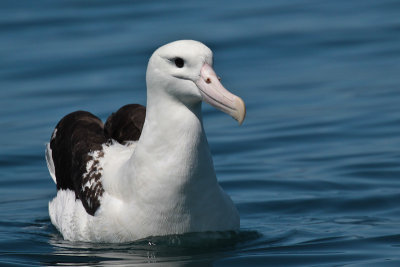 Wandering Albatross (Gibson)