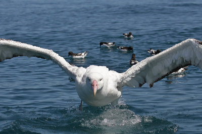 Gibson Wandering Albatross