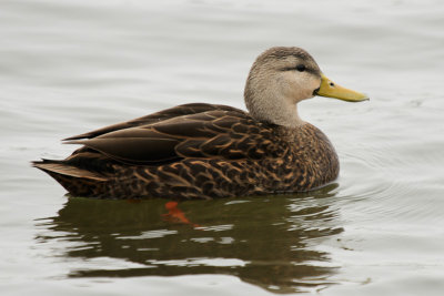 Mottled Duck