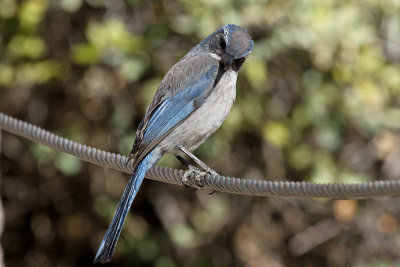 Western Scrub-Jay