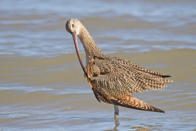 Long-billed Curlew