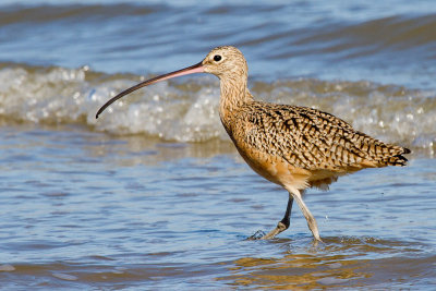 Long-billed Curlew