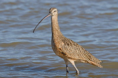 Long-billed Curlew