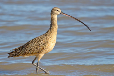 Long-billed Curlew