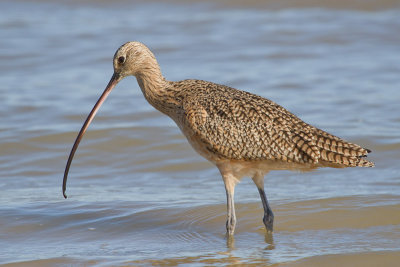 Long-billed Curlew