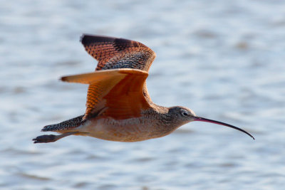 Long-billed Curlew