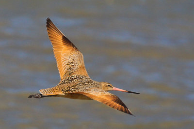 Marbled Godwit 