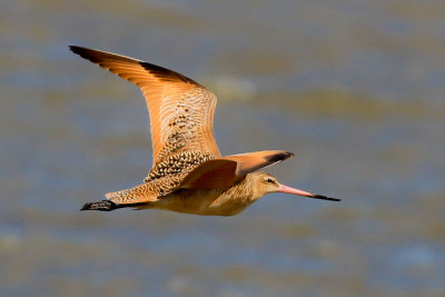 Marbled Godwit 