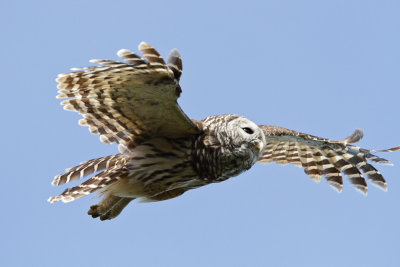 Barred Owl 