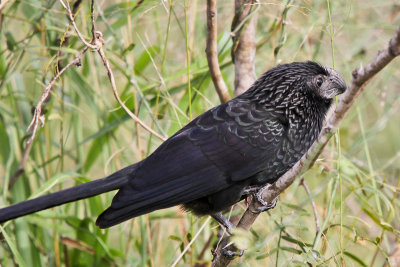 Grooved-billed Ani