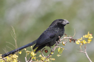 Grooved-billed Ani 