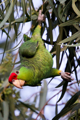Red-crowned Parrot 
