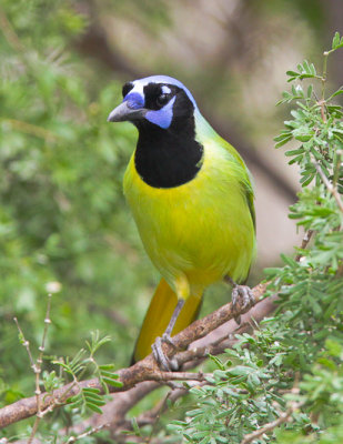 Green Jay 