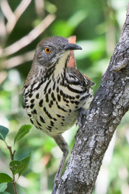 Long-billed Thrasher