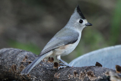Black-crested Titmouse 