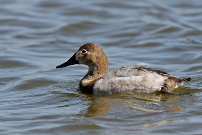 Canvasback