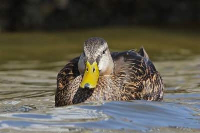 Mottled Duck