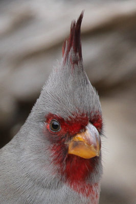 Pyrrhuloxia 