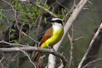 Great Kiskadee 