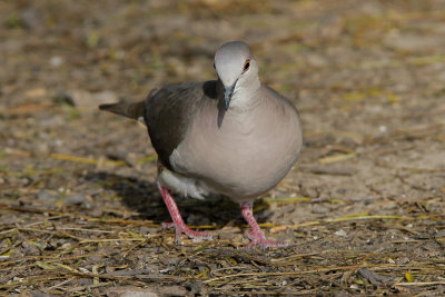White-tipped Dove 