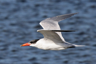 Caspian Tern