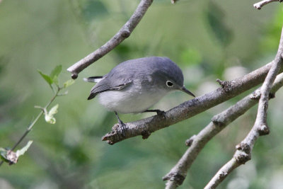 Blue-grey Gnatcatcher 