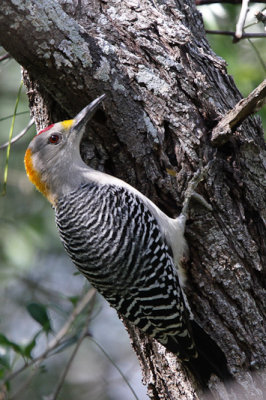 Golden-fronted Woodpecker 