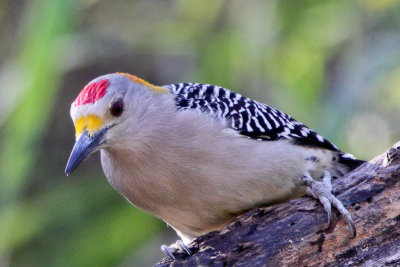 Golden-fronted Woodpecker 