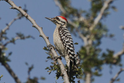 Ladder-backed Woodpecker 
