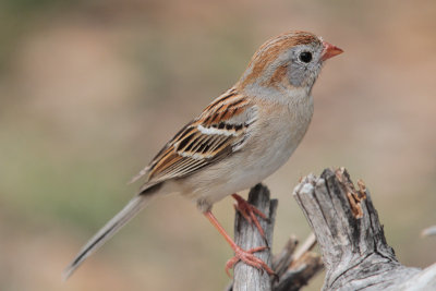 Field Sparrow 