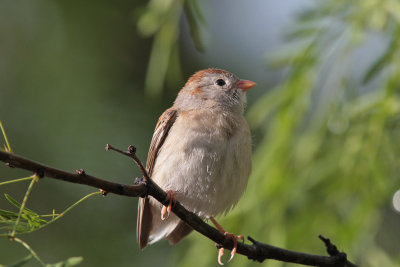 Field Sparrow 