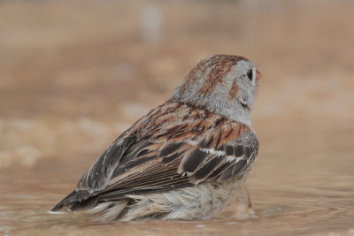 Field Sparrow