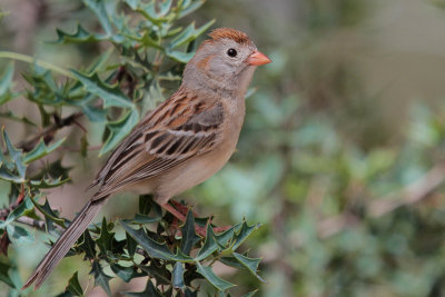 Field Sparrow 