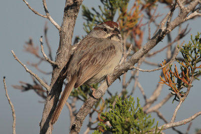 Rufous-crowned Sparrow 