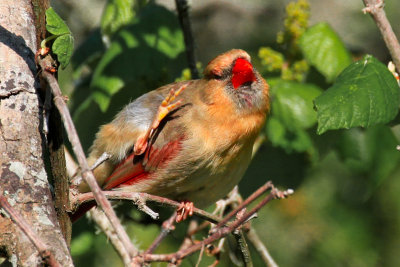 Northern Cardinal 