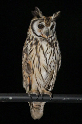 Striped Owl 