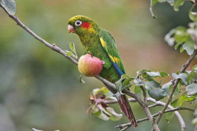 Sulphur-winged Parakeet 