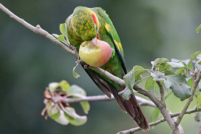 Sulphur-winged Parakeet 