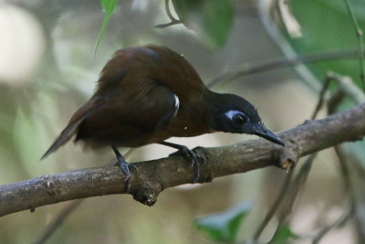 Chestnut-backed Antbird 