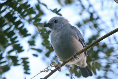 Blue-gray Tanager 