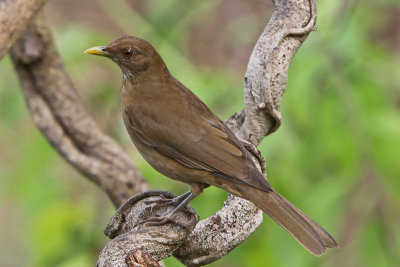 Clay-colored Thrush 