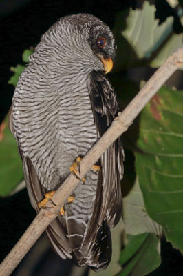 Black-and-White Owl