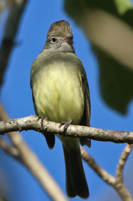 Yellow-bellied Elaenia